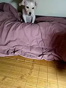 Freechat misu09 on StripChat